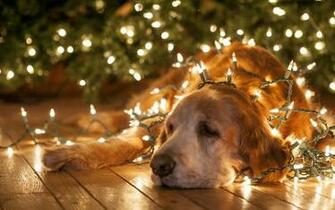 Christmas Dog Wallpaper