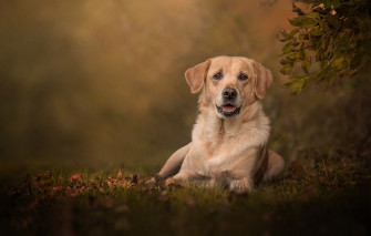 Labrador Retriever Wallpaper