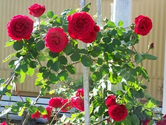 Pictures World Beautiful Red Rose Wallpaper