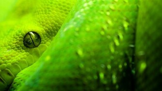 Snakes Wallpaper