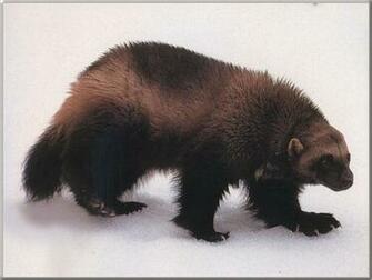 Wolverine Animal