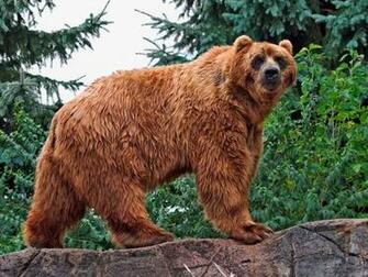 Animals Lives In The Forest