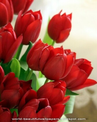 Beautiful Wallpaper Flower