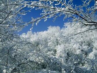 Winter Wallpaper Tree Branch Snow Urban Art
