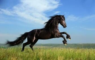 Horse HD Wallpaper Background Image