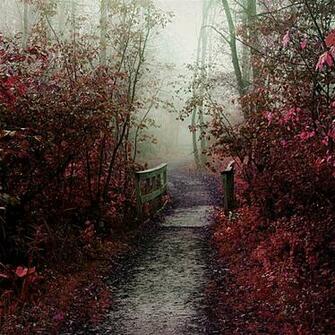 Autumn Mist Path iPad Air Wallpaper iPhone