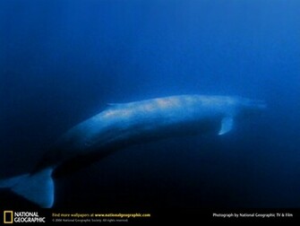 Whale Wallpaper Blue Hump Back Nature