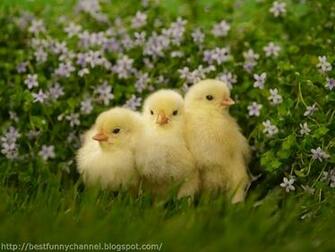 Cute And Funny Pictures Of Animals Little