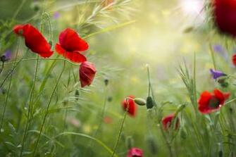 Red Grass Field Flowers Poppies Summer Poppy Wallpaper