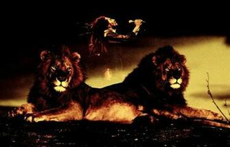 Bob Marley Lion Wallpaper Desktop Band