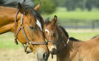 Wallpaper Of The Day Horses
