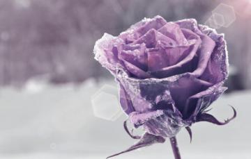 Wallpaper Flower Purple Snow Flowers Background Widescreen