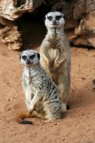 Meerkat HD Wallpaper High Definition iPhone