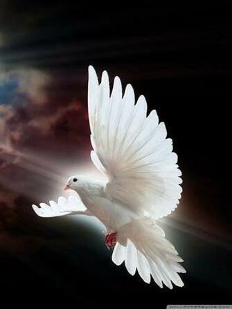 Dove Wallpaper Best HD