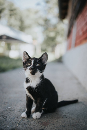 Cute Kitten Wallpaper