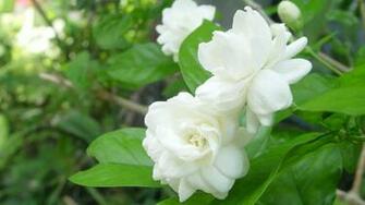 Jasmine Flower Wallpaper