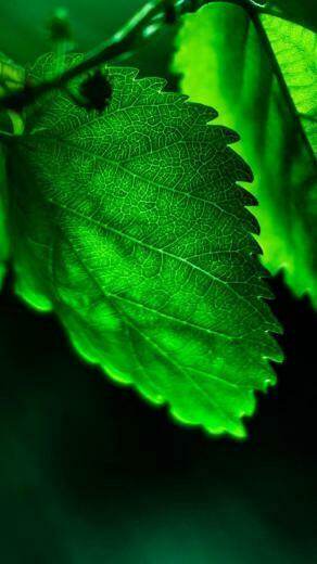 Nature Flower Leaf Tree iPhone Wallpaper Best