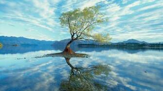 Cool Tree Wallpaper