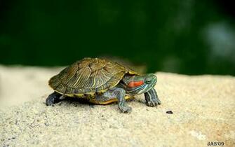 Turtle Wallpaper And Background Image Net