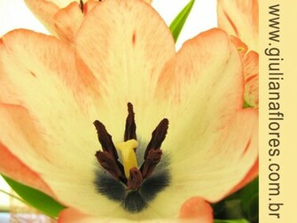 Ikebana Wallpaper High Definition