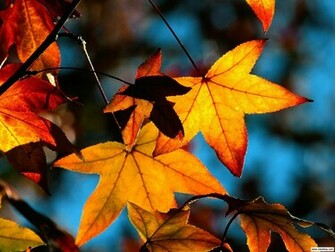 Colors Of Fall Background Themes