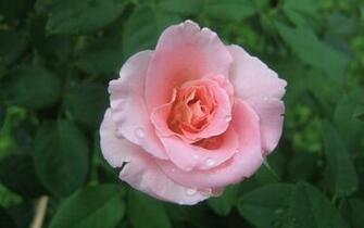 Pink Roses Widescreen Wallpaper