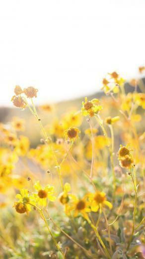 Yellow Floral iPhone Wallpaper Top