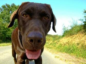 Chocolate Lab Photos Desktop Background Wallpaper