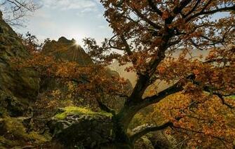 Wallpaper Photo Nature Autumn Trees Germany Stones Moss