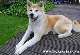 Akita Inu Dogs Screensaver Dog Screensavers