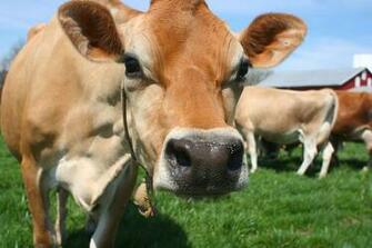 Milk Cow