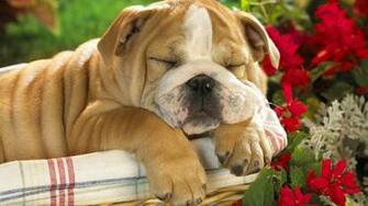 Cute Puppy Wallpaper HD On