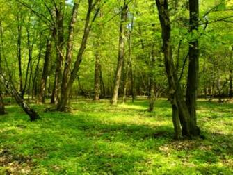 Forest Nature Scenes Id Buzzerg