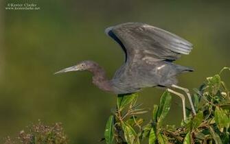 Little Blue Heron Linden Guyana X Wallpaper