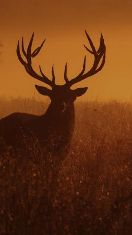 Deer Wallpaper Pixel Wallpaperpass