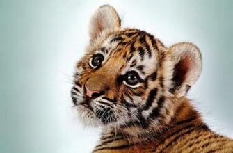Tigers Sounds Live Wallpaper Gratis