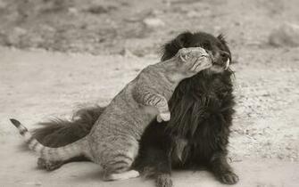 Cute Cat Dog Wallpaper