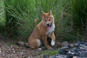 Dingo Wallpaper Background