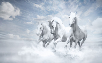 White Horses HD Wallpaper
