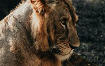Embarrassed Lion HD Wallpaper Retina Macbook Pro