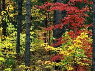 Autumn Desktop Wallpaper Which Is Under The