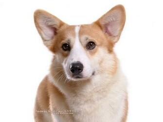 Corgi Dogs And Pembroke Welsh Puppies No Wallpaper