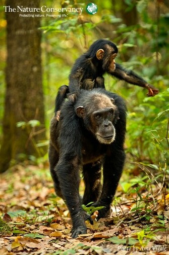 Chimpanzee Wallpaper Smart