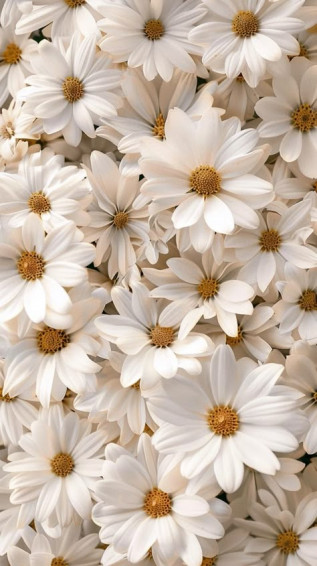 Beautiful White Flower Wallpaper