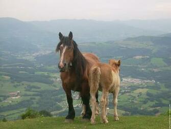 Menu Coms Fond Ecran Cheval Pottok Wallpaper Ete