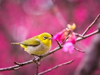Birds In Rain Wallpaper HD Pictures Live