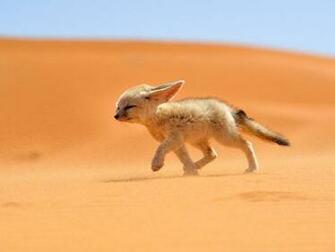 Fennec Fox Photo Morocco Picture National Geographic Of