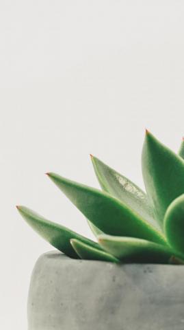 Minimalist Succulent Wallpaper iPhone Android Desktop Background