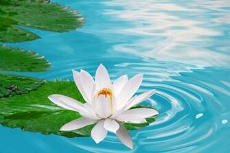 Lotus Flower HD Wallpaper High Definition iPhone