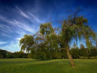 Hinh Nen Dep Nature Desktop Background Walldesk Chivat